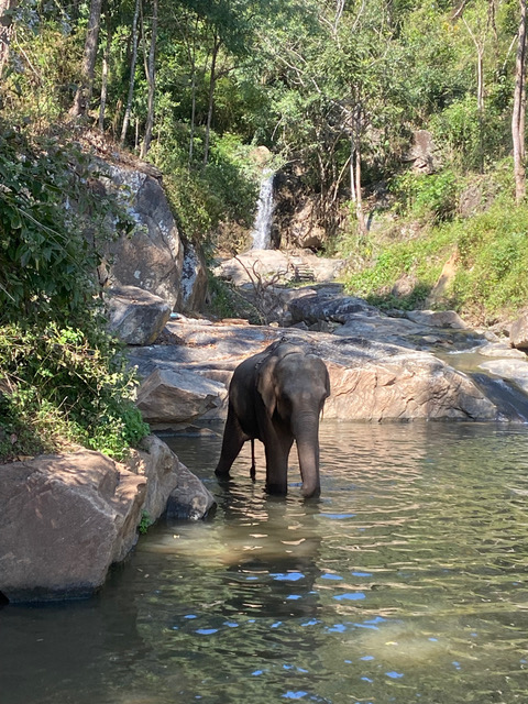 Read more about the article Thailand – Besuch eines Elefanten-„Sanctuary“ bei Chiang Mai